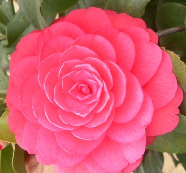 供應(yīng)南京別墅綠化*