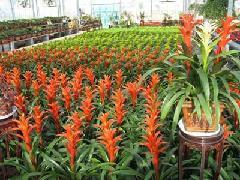 南京花卉租賃花卉租擺圖片