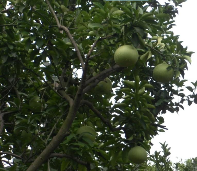 別墅綠化圖片/別墅綠化樣板圖 (3)