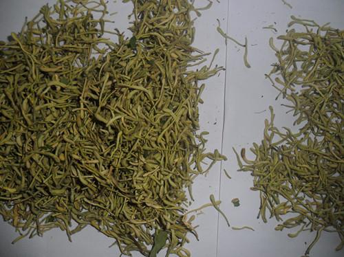 供應(yīng)金銀花新品