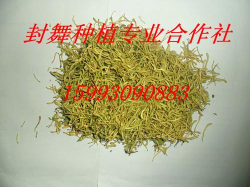 供應(yīng)*產(chǎn)地金銀花苗