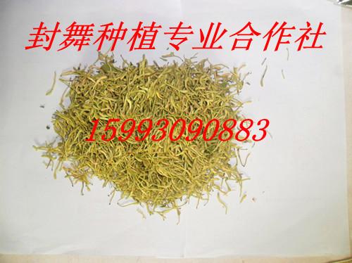 2011年金銀花收購(gòu)價(jià)圖片