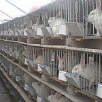 供應(yīng)花巨兔供應(yīng)商肉兔種兔養(yǎng)殖基地