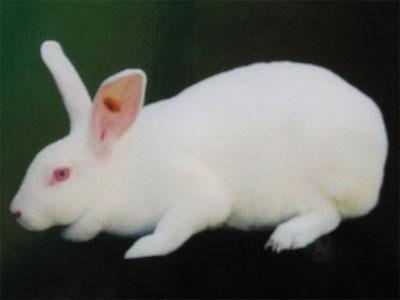 供應(yīng)體重*的肉兔品種