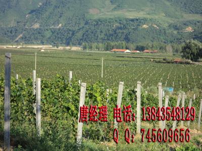 葡萄苗圖片/葡萄苗樣板圖 (3)
