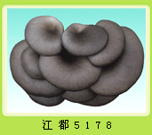 供應(yīng)食用菌菌種廠