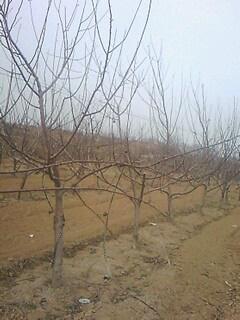 供應(yīng)3公分蘋果樹基地，山西3公分蘋果樹價(jià)格，3公分蘋果樹價(jià)格表 3公分蘋果樹基地報(bào)價(jià)