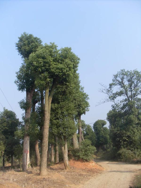 供应湖南香樟基地是中国最大的骨架香樟