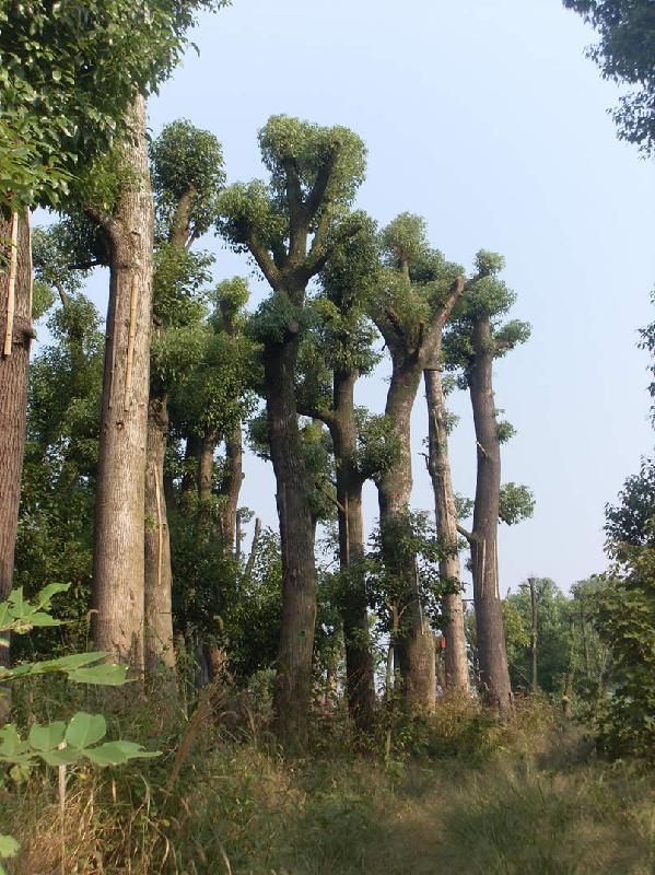 供应香樟树报价1华军香樟树基地2香樟树价格33333移植香樟树