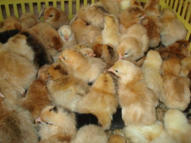 供應(yīng)供應(yīng)陜西土雞苗細(xì)腳土雞苗