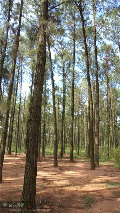 供應廣西加勒比松樹苗