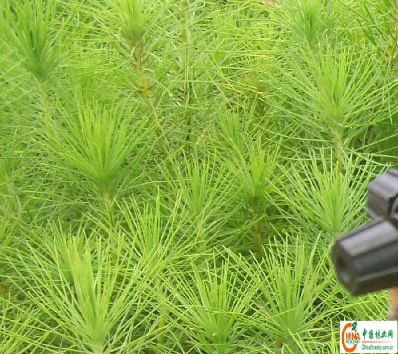 供應(yīng)廣東桐棉松