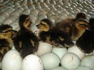供應(yīng)鳳雛*苗，青頭公鴨苗養(yǎng)殖基地，鴨苗*苗批發(fā)