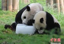 供應(yīng)南昌各單位 辦公室降溫冰，生產(chǎn)車間降溫冰，防暑降溫冰塊