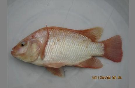中山優(yōu)質(zhì)紅羅非魚苗圖片
