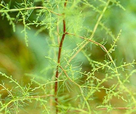 供应明润生物厂家供应茵陈提取物