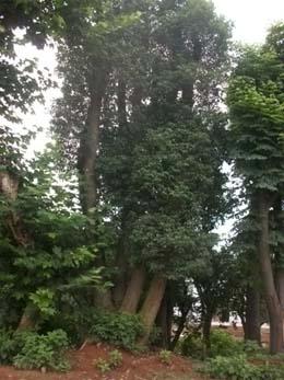 移栽四桿香樟樹圖片