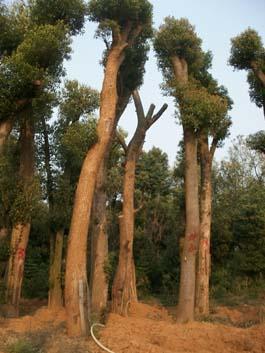 湖南益陽(yáng)圖片/湖南益陽(yáng)樣板圖 (4)