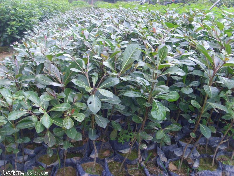 供應(yīng)小葉欖仁價(jià)錢