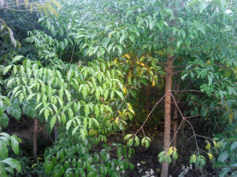 供應(yīng)幌傘楓種植園