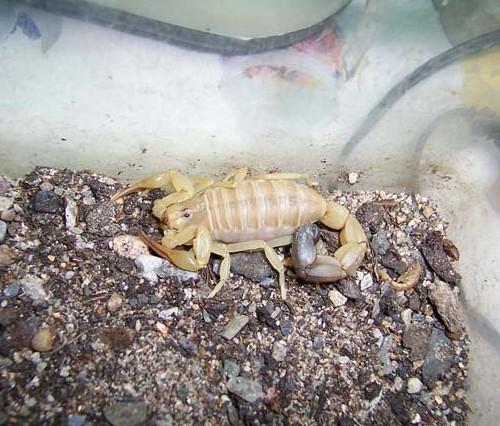 供應(yīng)怎樣養(yǎng)**的飼養(yǎng)方法，養(yǎng)*的技術(shù)