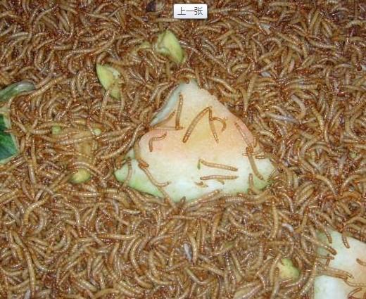 供應(yīng)河北豐康土元黃粉蟲養(yǎng)殖收售、黃粉蟲批發(fā)零售