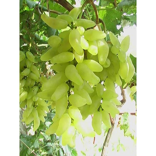 供應(yīng)陜西葡萄金手指葡萄