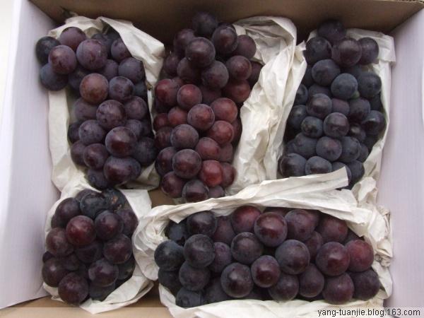 供應陜西葡萄戶太八葡萄