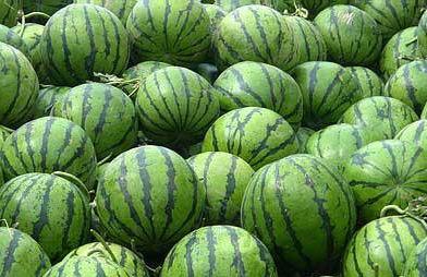 供應(yīng)陜西西瓜/禮品京欣西瓜