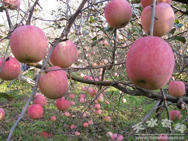 供應(yīng)陜西蘋果套裝紅富士