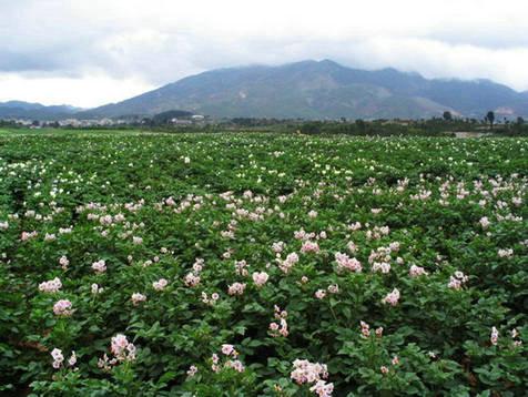 供应鲁引1号秋播土豆种子 山东土豆种子 早熟马铃薯种薯批发