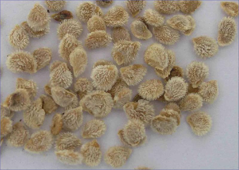 供應(yīng)粉果番茄種子粉冠 西紅柿種子代理價(jià)格 蔬菜種植基地 番茄種子