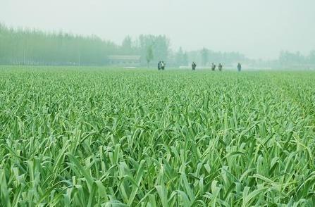 供應(yīng)大蒜種子白皮順禾源經(jīng)銷中心高產(chǎn)大蒜