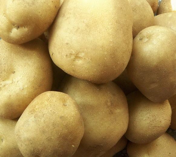 供應(yīng)大西洋出口土豆種子 馬鈴薯一級(jí)種薯價(jià)格 中國(guó)蔬菜種子公司