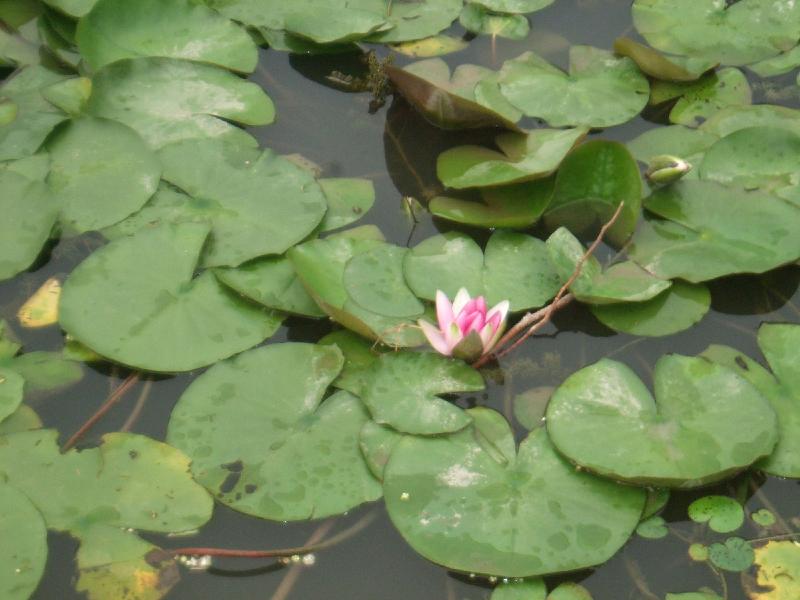 供應(yīng)云南人工湖水處理