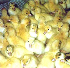 云南楚雄鴨苗最低價圖片