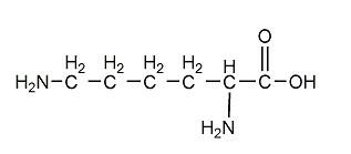 供應L-賴氨酸 CAS＃：39665-12-8