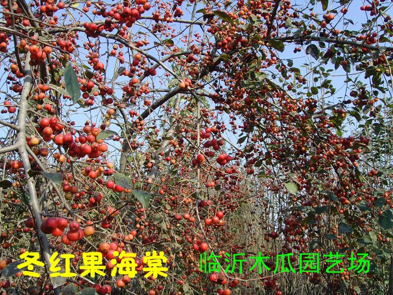 供應(yīng)哪里種植冬紅果海棠/ 山東優(yōu)質(zhì)冬紅果海棠批發(fā)，董紅果種植技術(shù)