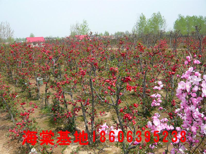 供應(yīng)木瓜海棠花、山東臨沂木瓜海棠花批發(fā)咨詢電話