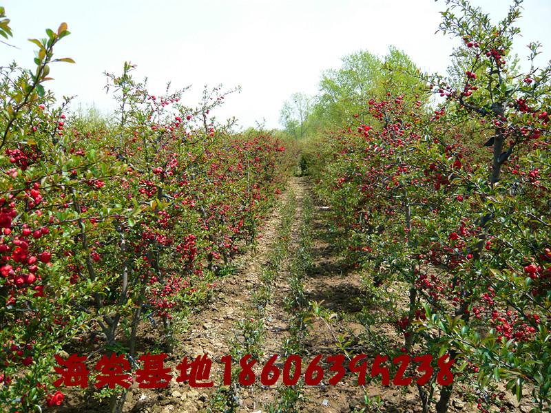 供應(yīng)臨沂木瓜海棠哪家好，臨沂木瓜園藝