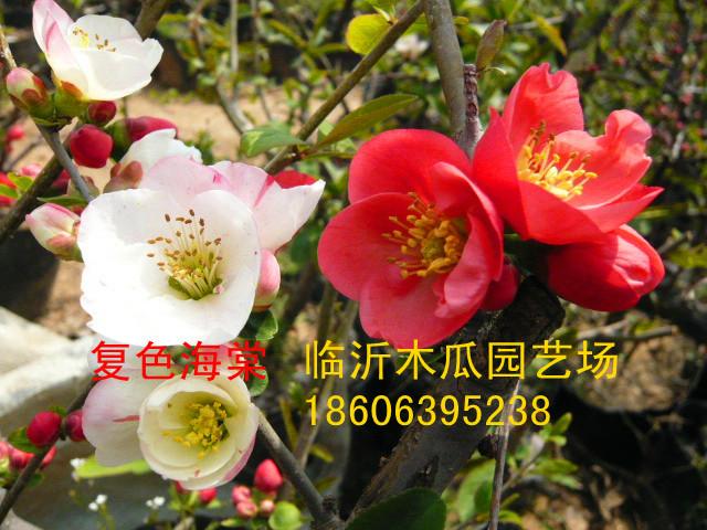 供應(yīng)木瓜海棠有哪些品種/山東臨沂木瓜海棠小苗價(jià)格，*雨點(diǎn)海棠什么價(jià)格