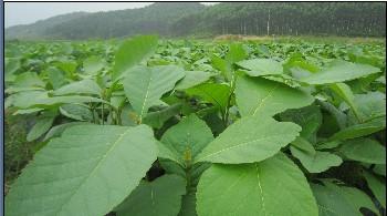 供應(yīng)梧州種植珍貴樹前景南寧柚木苗價格