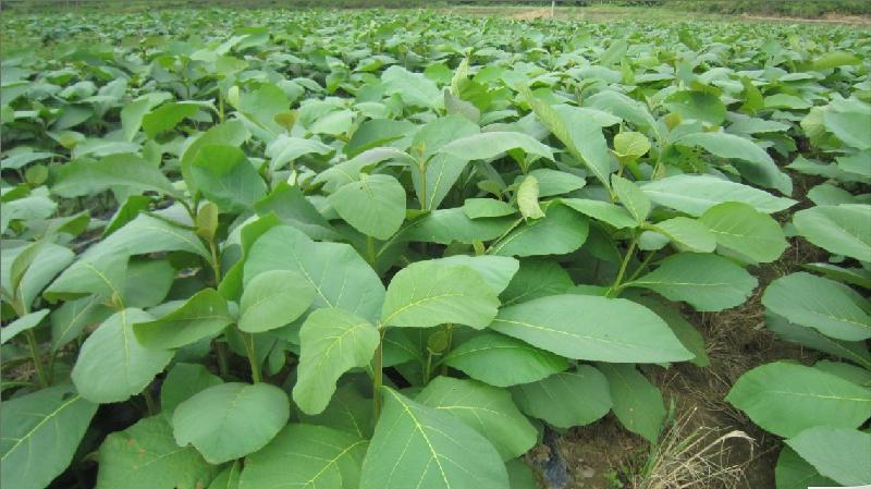 供應(yīng)珍貴樹苗臺山柚木苗批發(fā)柚木苗價格