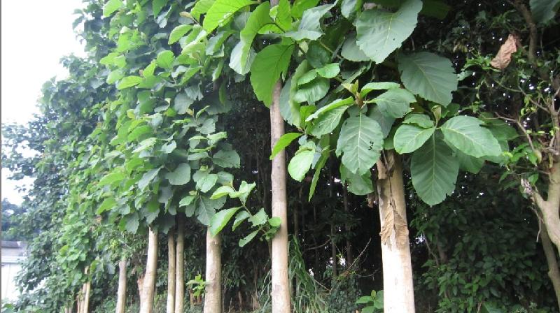 供應(yīng)來賓柚木苗柚木樹苗批發(fā)直銷