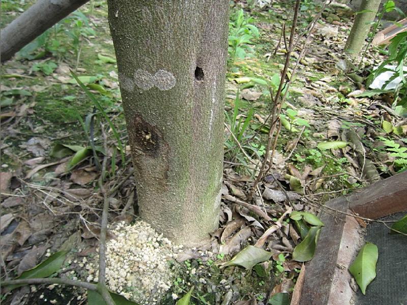 沉香樹(shù)苗圖片/沉香樹(shù)苗樣板圖 (4)