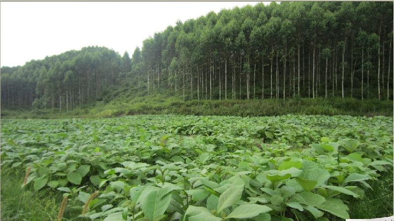 供應珍貴樹苗玉林柚木苗批發(fā)