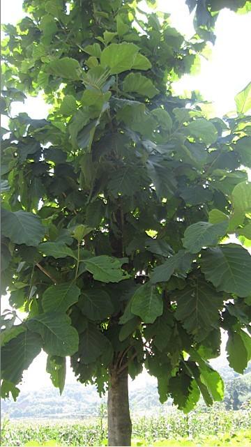 供應(yīng)珍貴樹苗批發(fā)柚木苗價(jià)格