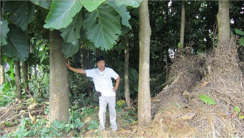 供應(yīng)防城港種植柚木前景南寧柚木苗直銷(xiāo)