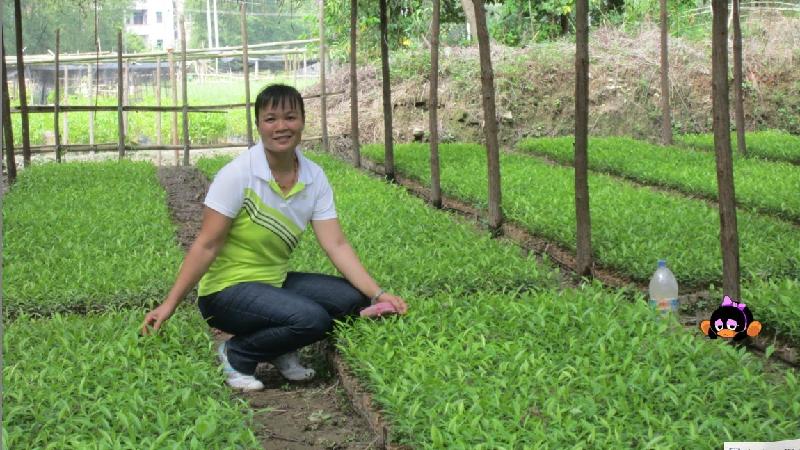 供应南宁富农珍贵树种苗木批发价格图片