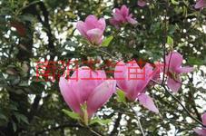 供應(yīng)大量各種規(guī)格紅白紫黃玉蘭
